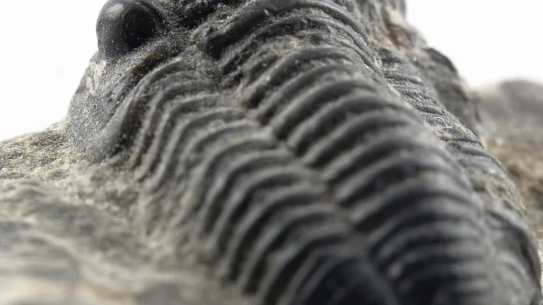 Trilobite fossil