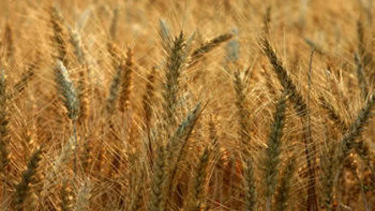 Proving God's Holy Days wheat
