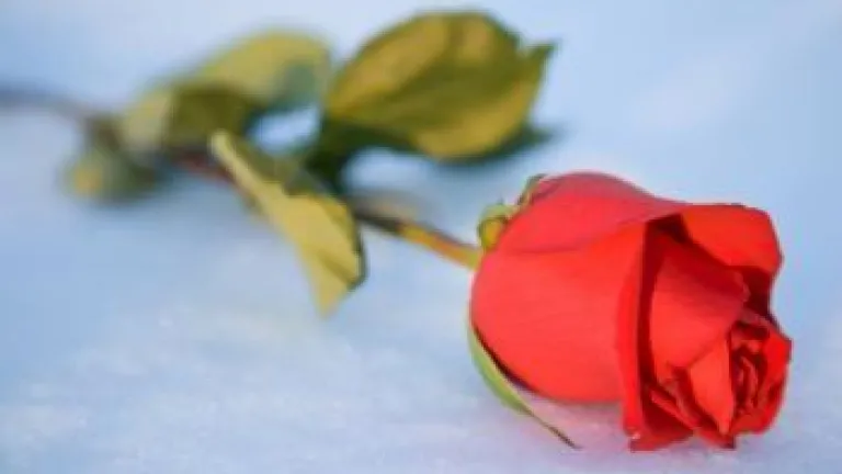 Sing red rose on the snow - Reflections on the Dunblane Tragedy
