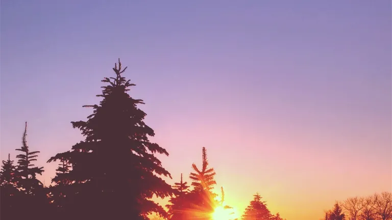Is the Sabbath relevant today? Sunset through trees.