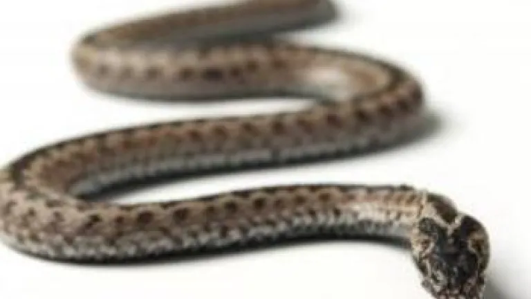 The serpent, or snake, is biblically associated with Satan.