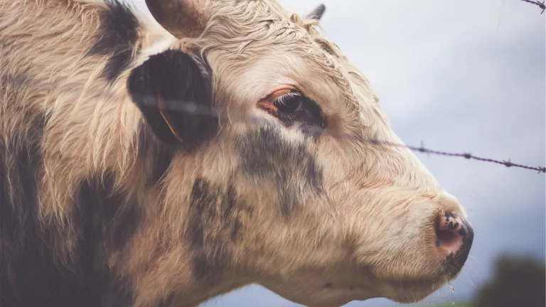 The United Church of God does not have an official policy regarding whether a Christian can participate in halal certification. Only the person knows his or her own conscience before God. We recommend researching the topic thoroughly. A cow behind a fence.