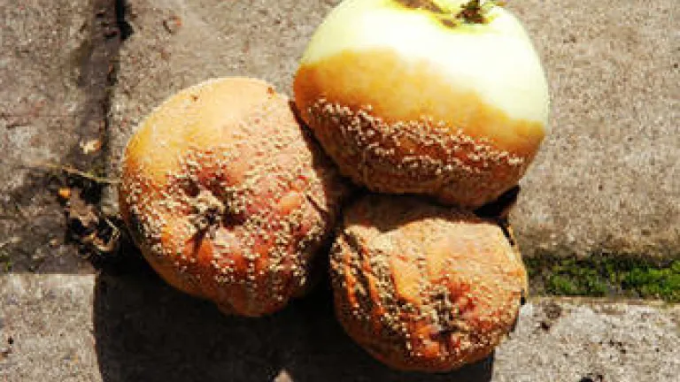 Society's Five Rotten Apples: Part 2 - A Pill Without a Prayer Society's Five Rotten Apples: Part 2-A Pill Without a Prayer