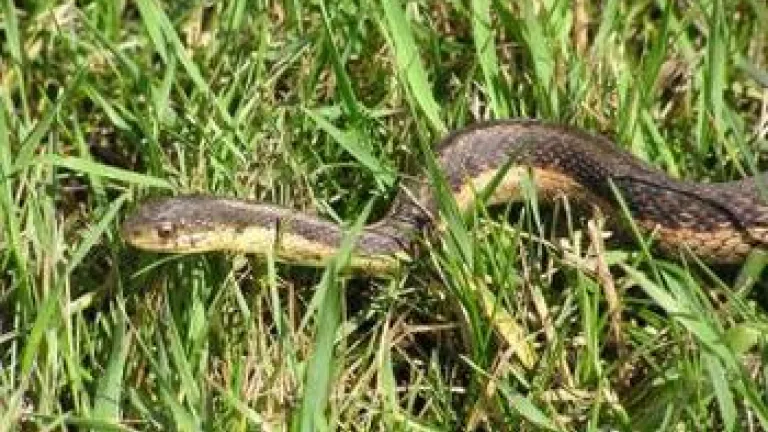 Surviving the Serpent - Part One Surviving the Serpent - Part One