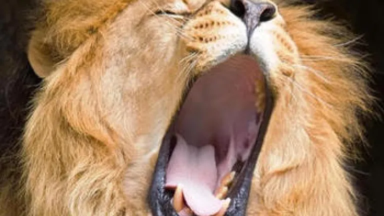 Take Heed - Be Not Deceived A lion with it's mouth wide open.