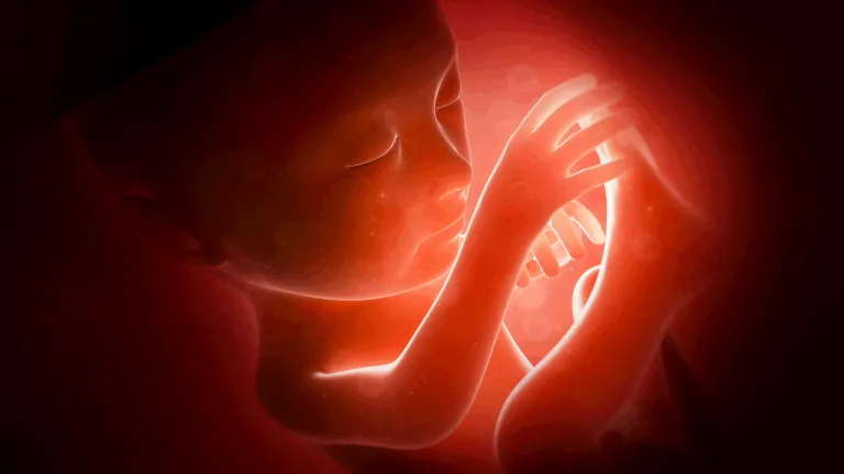 Baby in a womb