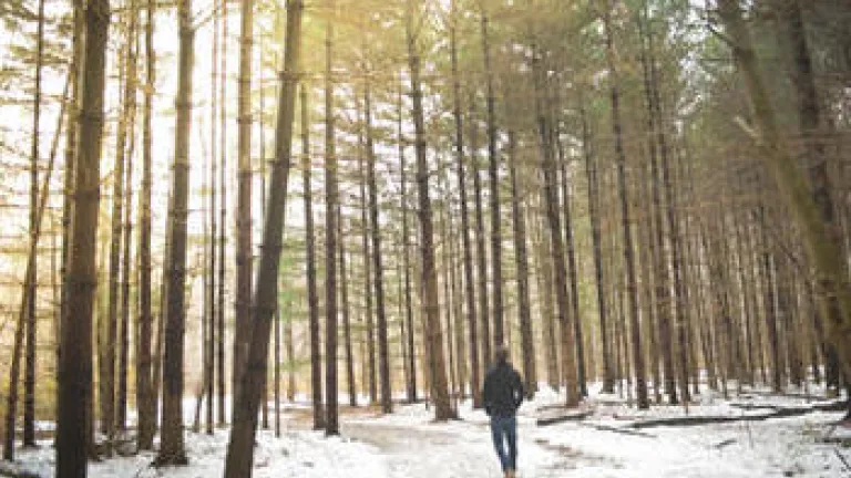 Person walking through woods during the winter.