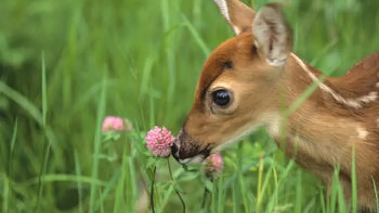 The Bible's Holy Days: God's Blueprint for Peace on Earth