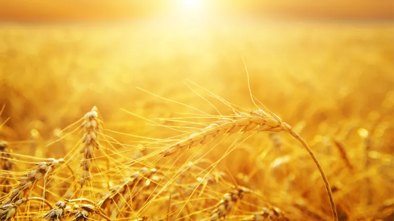 Pentecost has a meaning that transcends anything you might have ever thought about. Wheat basking in the sunlight.