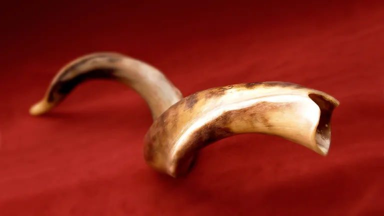 Most biblical "trumpets" were shofars, made from animal horn—like this one from a kudu. Shofar