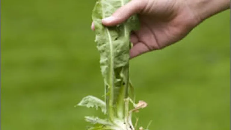 A Crucial Factor in Producing Fruit: Eradicate the Weeds of Sin