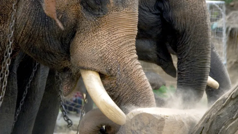 The trained elephant illustrates the great value of having both strength and careful gentleness. Two elephants lifting a log.