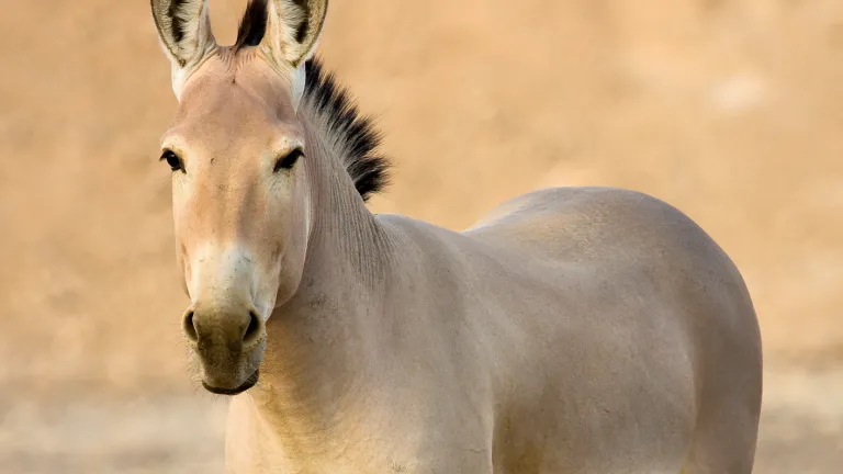 God said of Ishmael, “He will be a wild donkey of a man; his hand will be against everyone and everyone’s hand against him, and he will live in hostility toward all his brothers.” Wild donkey