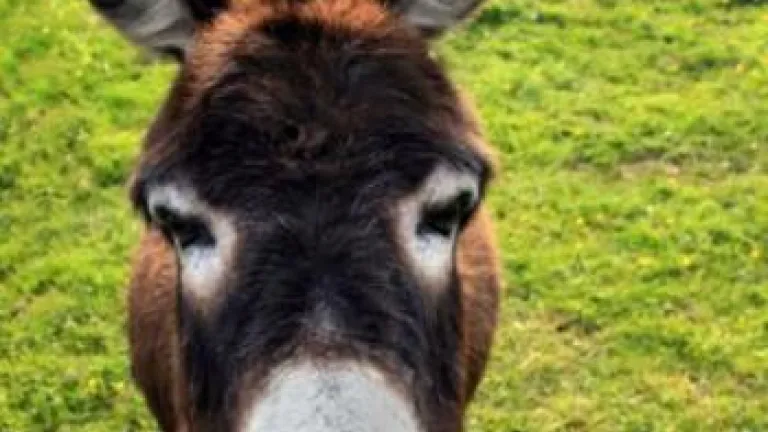 The Mule and the Well