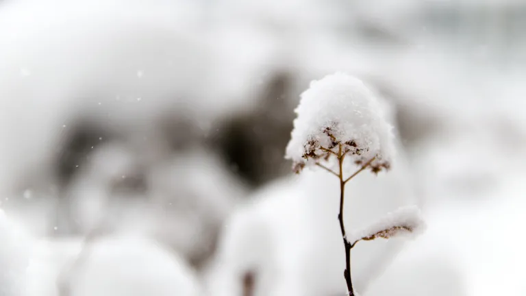 Fresh white snow on top of a small plant.