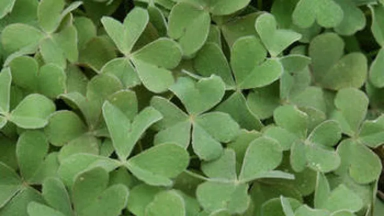 The Patrick You Didn't Know Patch of clovers