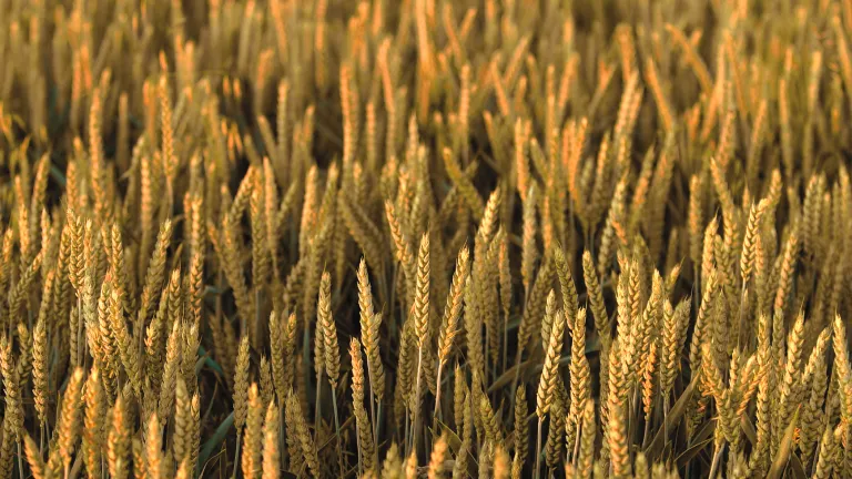 The biblically ordained festivals are related to the harvest seasons in the Holy Land. They reveal the sequence of events and the key elements of God’s salvation plan. Barley field.