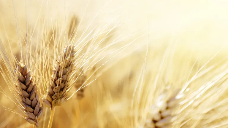 Without the true wave-sheaf offering, Jesus Christ, there would be no Holy Spirit to lead us, no Church to spiritually nurture us and no harvest for the salvation of humanity. Wheat