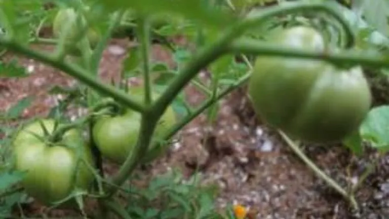 Planning a Garden of Growth