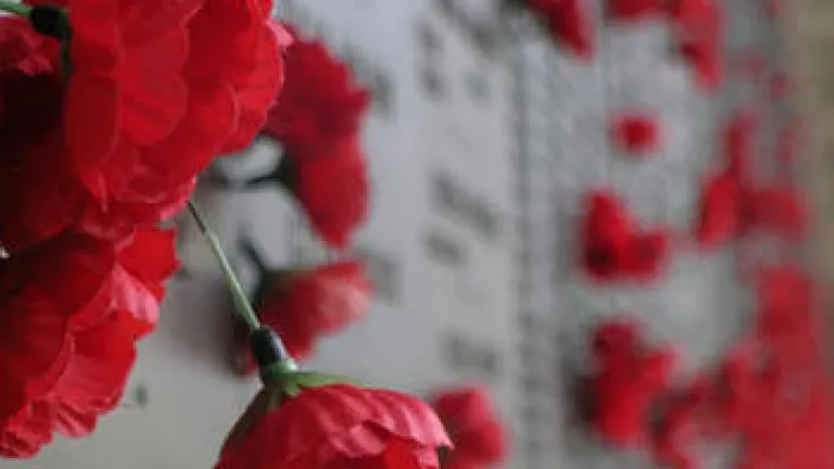 What Can We Learn From War? poppies on a war memorial