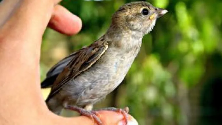A bird perched on a person's thumb.