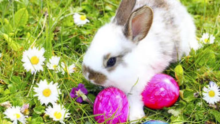 Where Does Easter Fit Into the Picture? Bunny rabbit in the grass with colored Easter eggs.