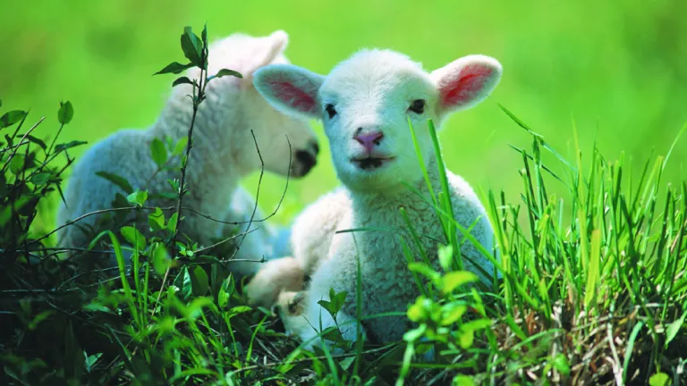A lamb in the grass.