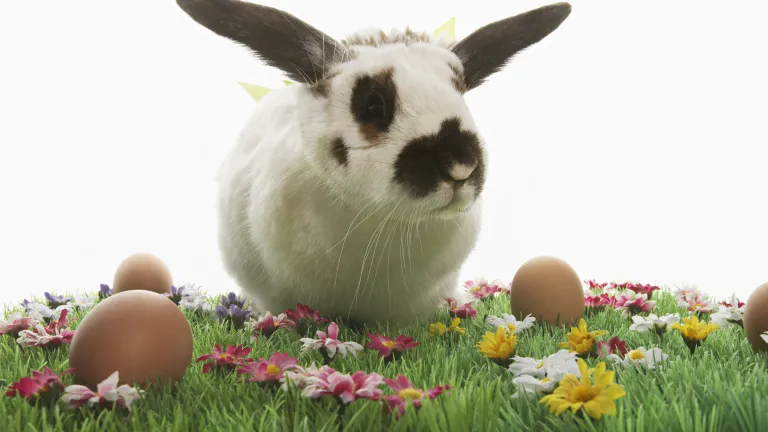 A black and white bunny rabbit in green grass surrounded by colored Easter eggs.