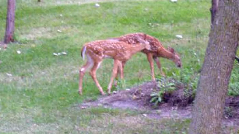 Young and Tender Things