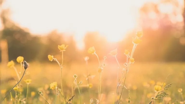 golden-colored flowers in a field