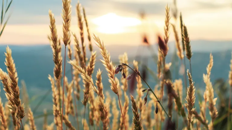 wheat fronds in the foreground with blue mountains in the background