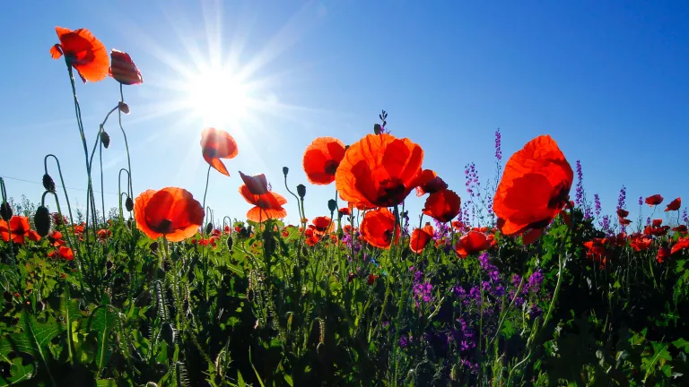 a field with red flowers and sunshine overhead