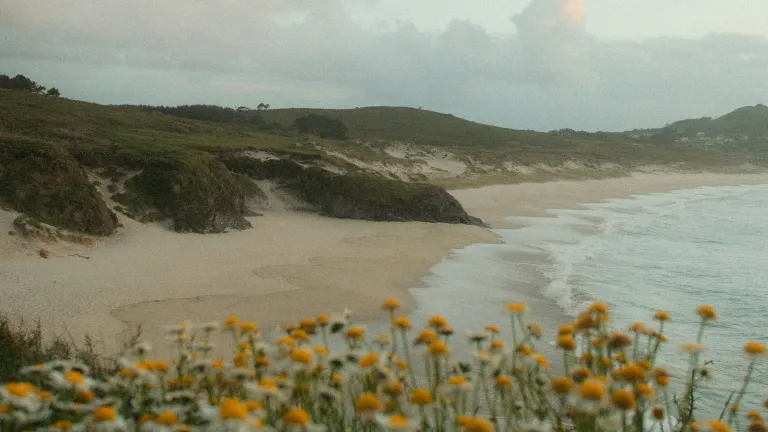 a beach with a bunch of flowers in the foreground