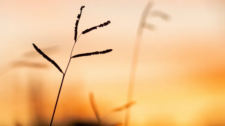 a few strands of grass silhouetted against the golden sky