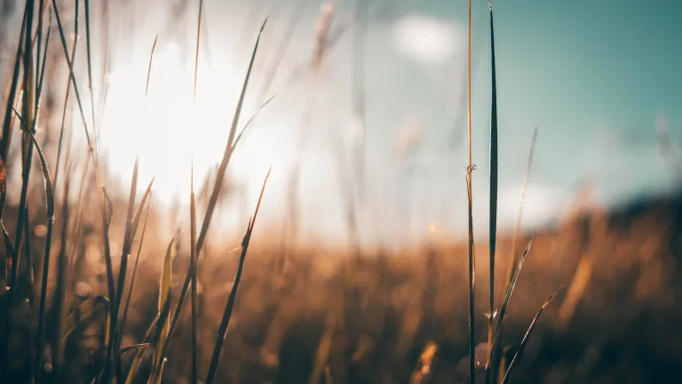 Waves of grass or wheat in the sun.
