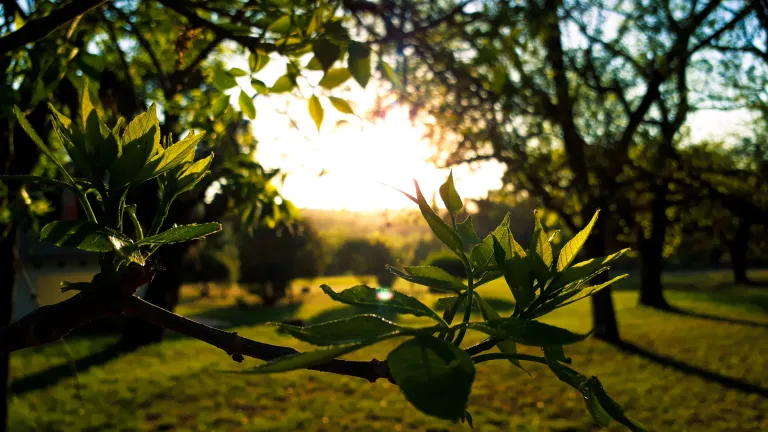 Photo of sunlight shining through the leaves.