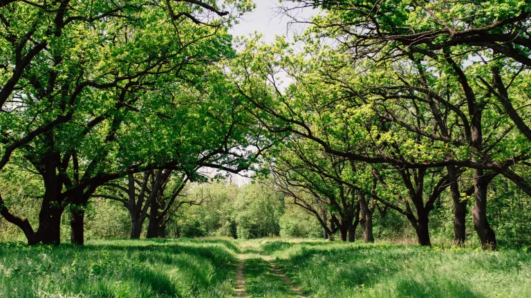 Photo of dirt path through grass and trees.
