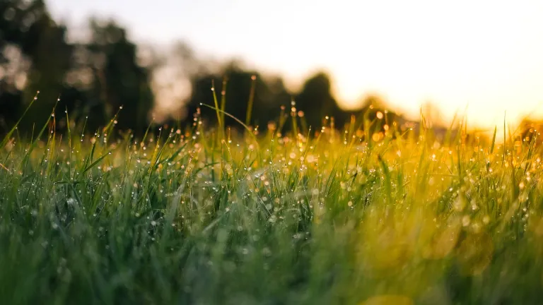 Field of grass during golden hour.