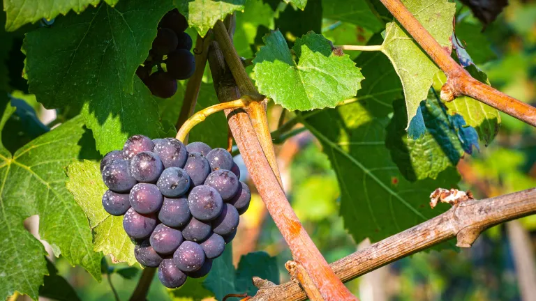 Photo of a grapevine with purple grapes on it.
