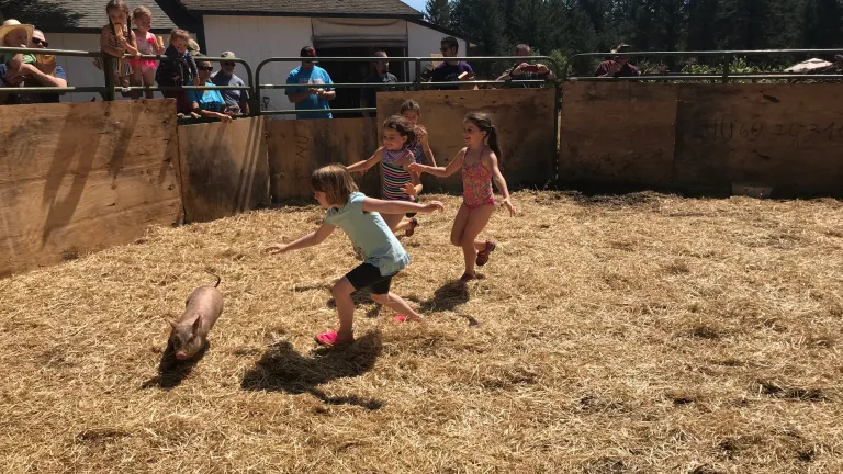 Children chasing small pigs for a fun afternoon activity.