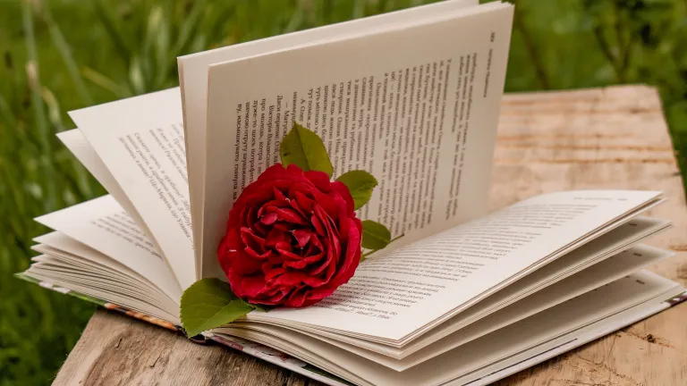 an open book with a rose lying across