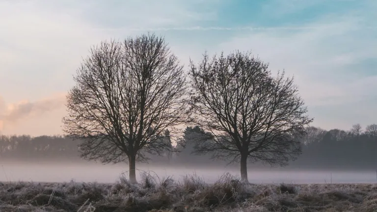 A photo of two trees.