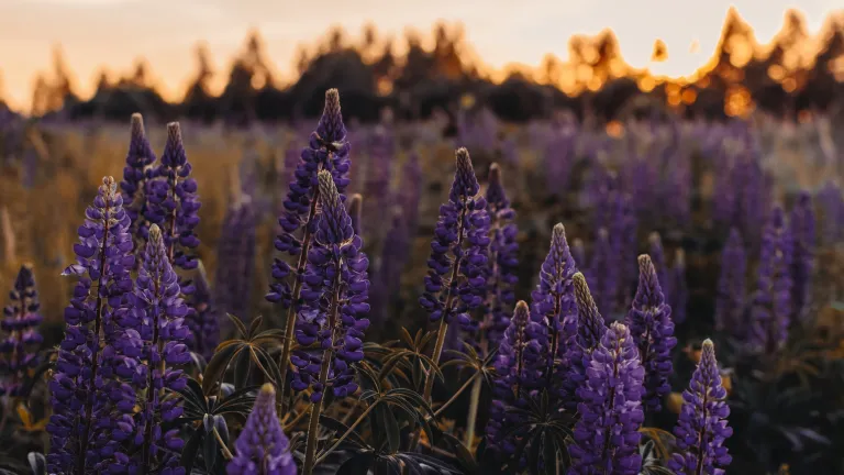 Lupine blossoms in a field at golden hour.