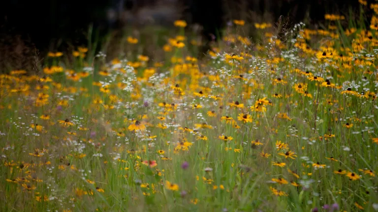 Photo of wildflowers in a meadow.