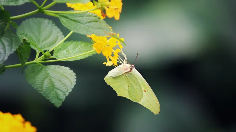 Photo of a butterfly on a flower.