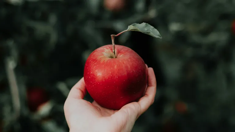 a hand holding an apple