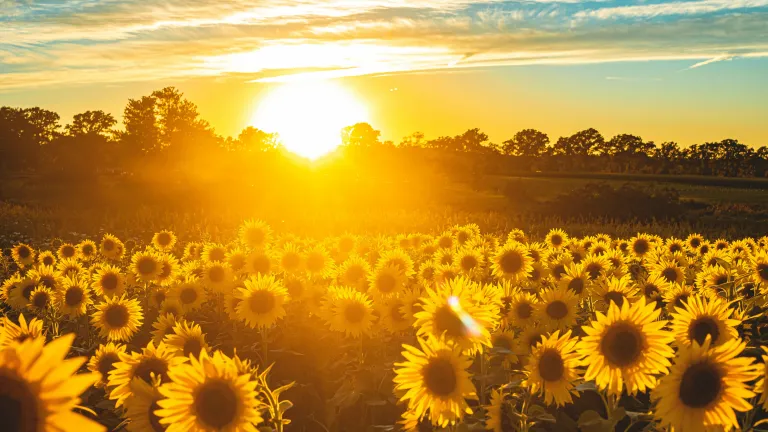 a field of sunflowers at sunset