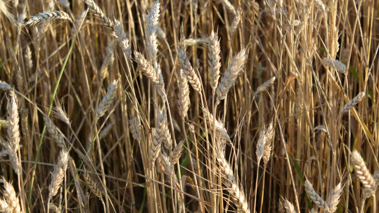 fields of wheat