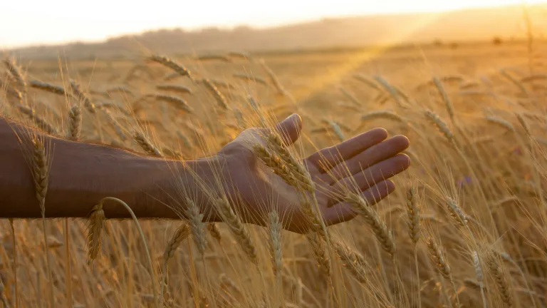 a hand held above a field of golden grain