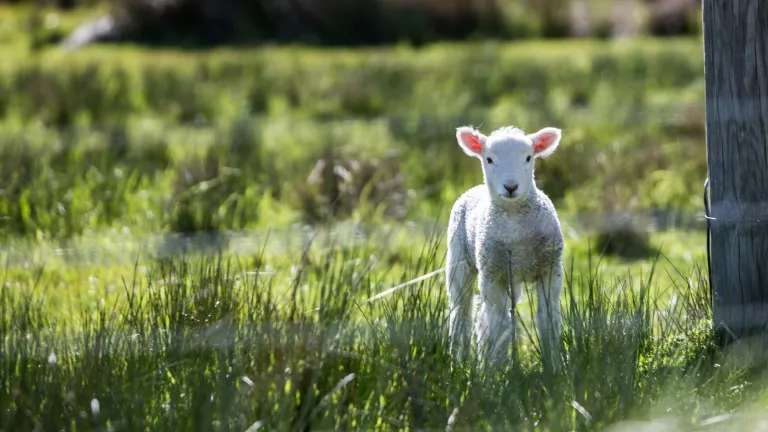 a lamb standing in a green field